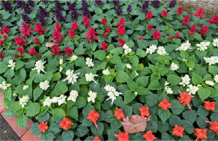緑の葉に色とりどりの花が映え、季節の彩りを感じさせる風景